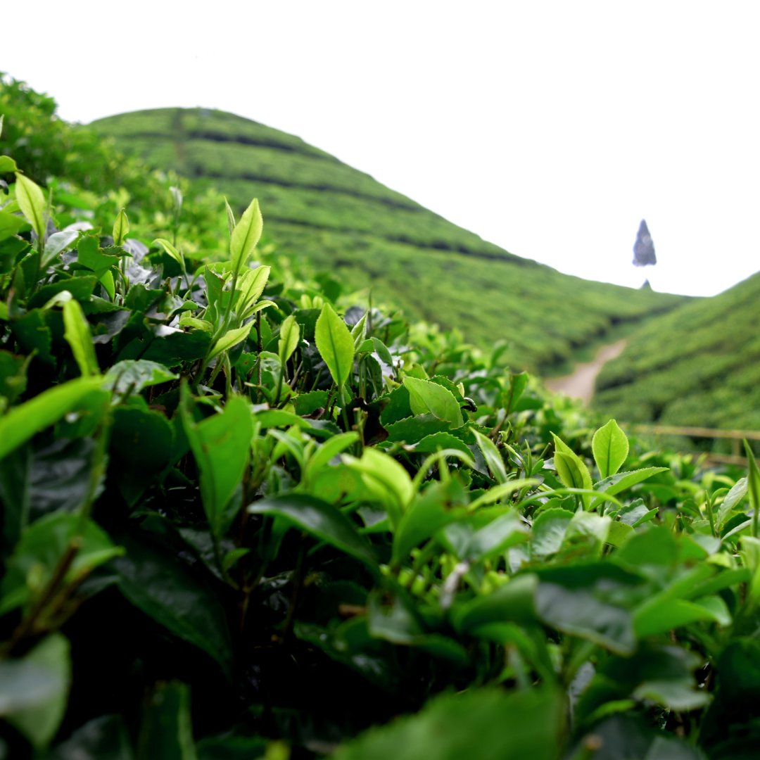Darjeeling First Flush Tea – Spring’s Finest Harvest | Wadi Harvest