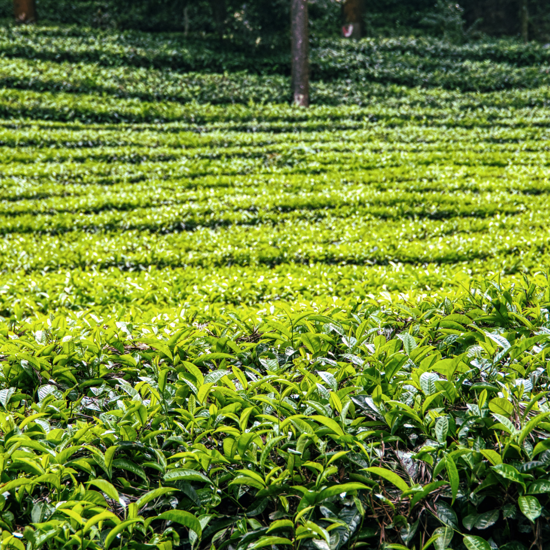 Assam CTC Premium Tea (BOP Grade) | Wadi Harvest