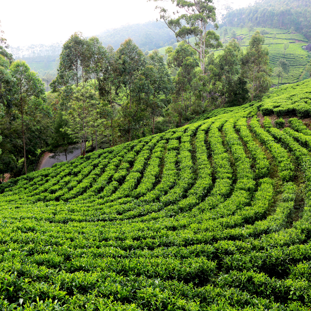 Muscatel Reserve – Premium Darjeeling Second Flush Tea | Wadi Harvest
