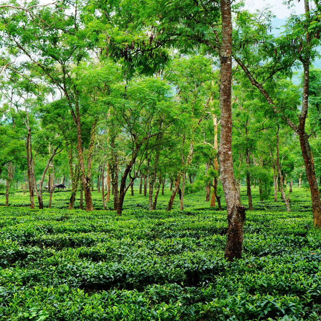 Assam CTC Premium Tea (BOP Grade) | Wadi Harvest