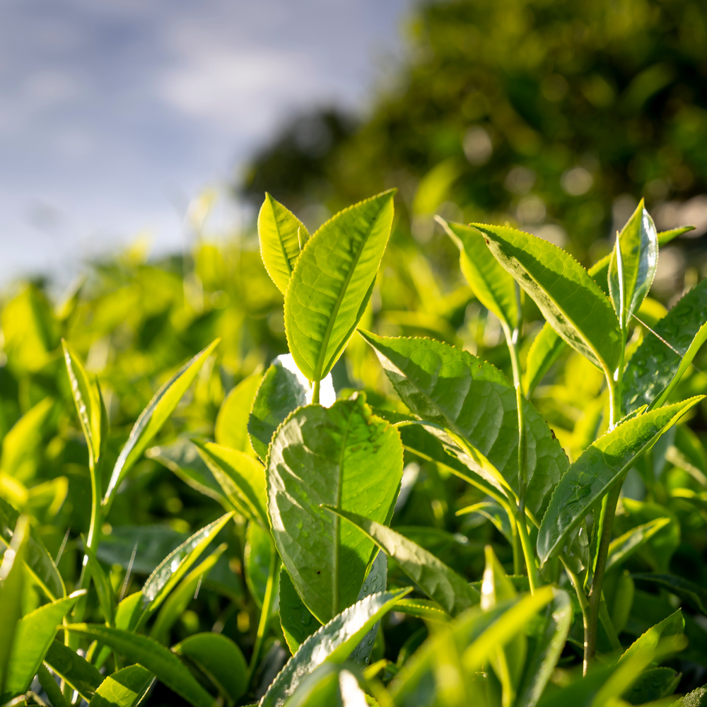 Eagle’s Cliff – Darjeeling Premium Green Tea | Single-Origin Whole Leaf | Wadi Harvest