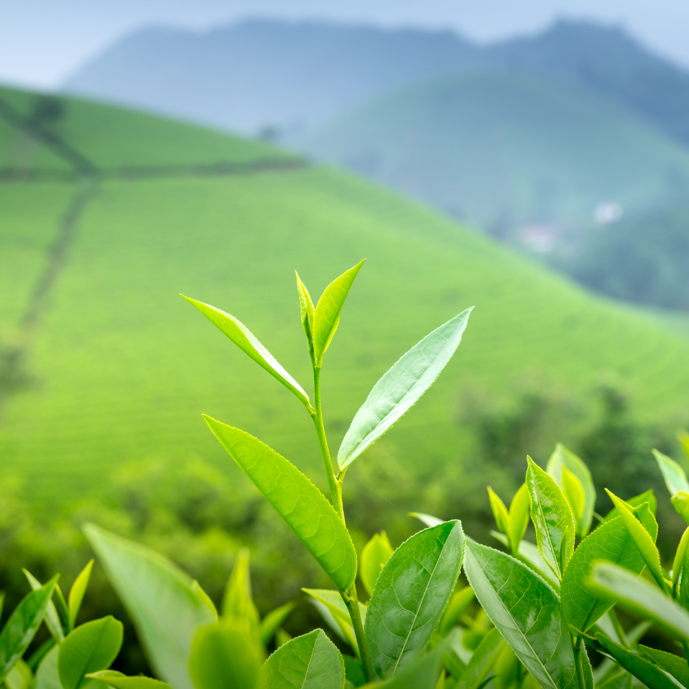 Darjeeling Peach Green Tea – Fruity, Floral & Refreshing | Wadi Harvest