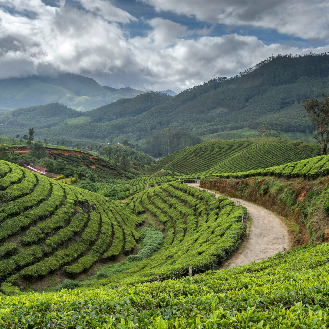 Darjeeling First Flush Tea – Spring’s Finest Harvest | Wadi Harvest