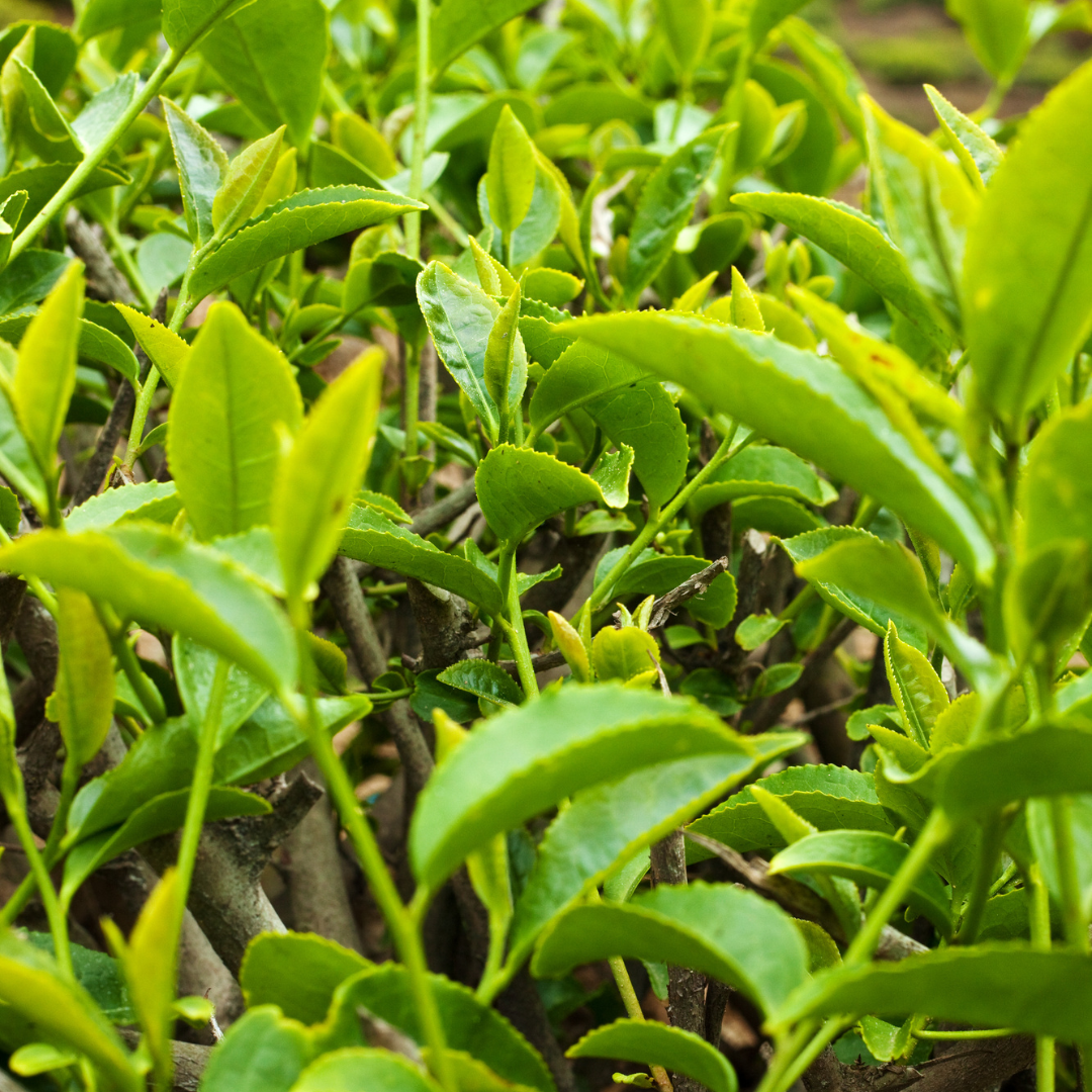 Muscatel Reserve – Premium Darjeeling Second Flush Tea | Wadi Harvest