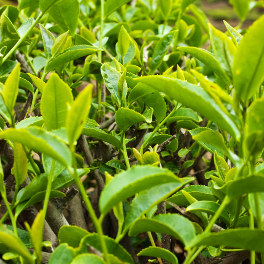 Muscatel Reserve – Premium Darjeeling Second Flush Tea | Wadi Harvest