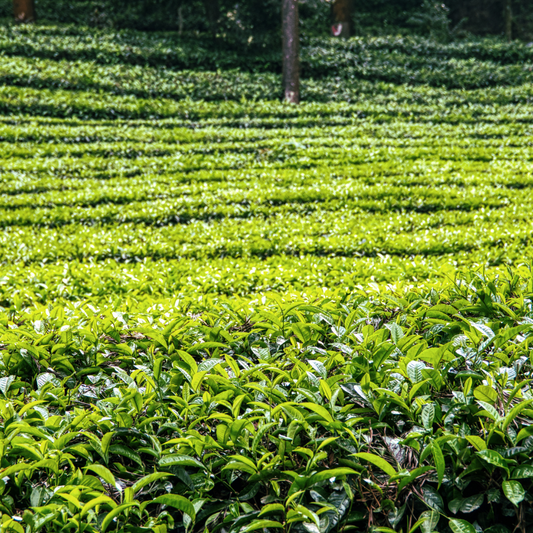 Assam CTC Premium Tea (BOP Grade) | Wadi Harvest