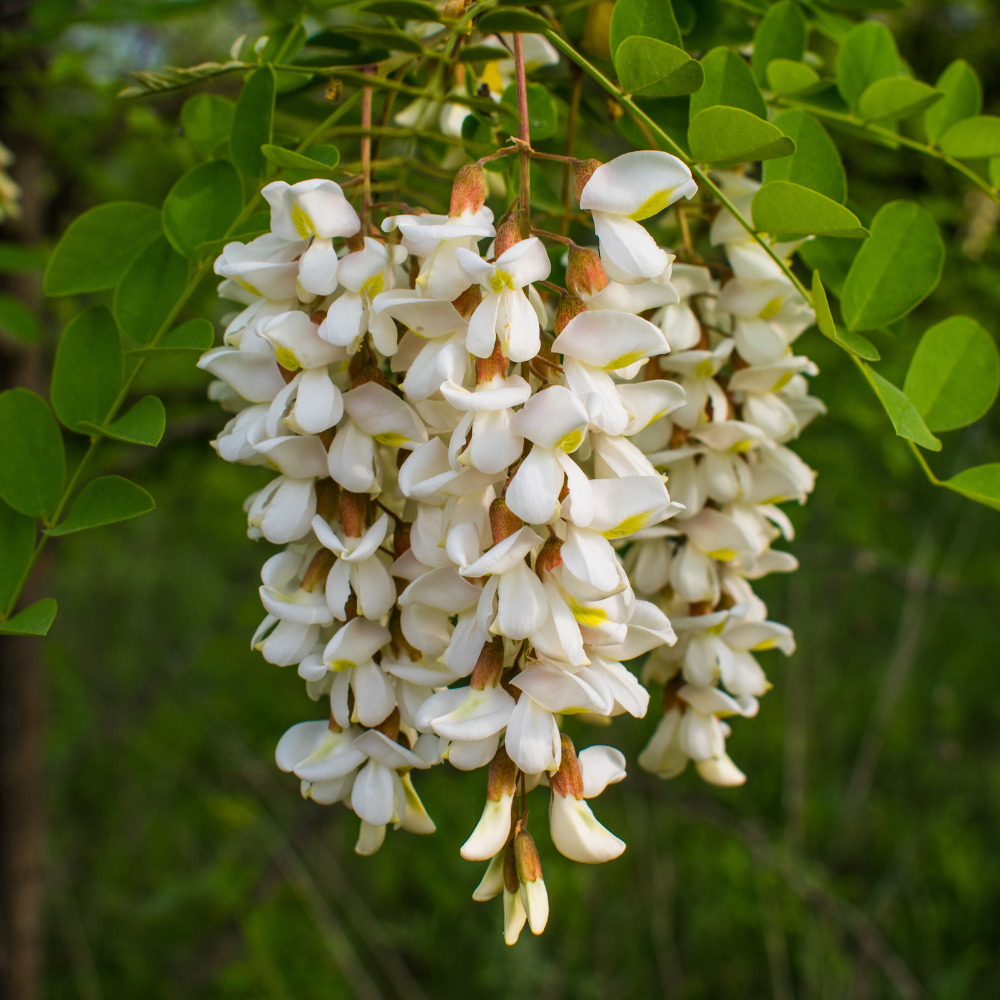 acacia-flower