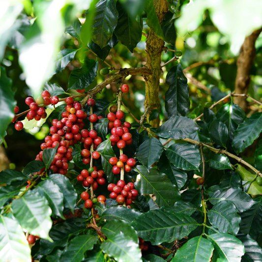 Bababudan Hills Coffee – Freshly Roasted, Single-Origin Specialty Beans, 100% Arabica | Wadi Harvest
