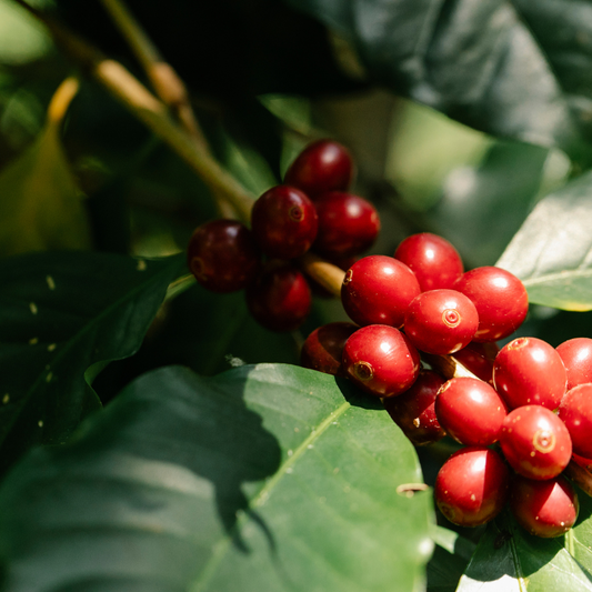 Araku Valley Coffee – Freshly Roasted Single-Origin Specialty Beans, 100% Arabica | Wadi Harvest