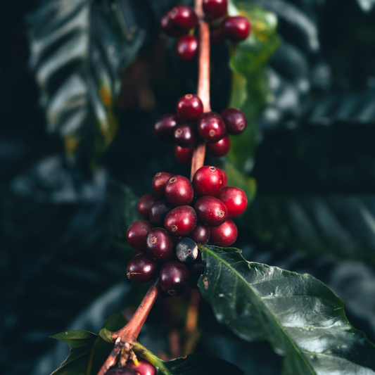 Chandragiri Hills – Medium-Dark Freshly Roasted, Single-Origin Speciality Beans | Wadi Harvest